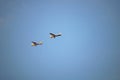 Flying duo in a blue sky background, as seen from my backyard. Royalty Free Stock Photo