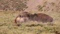 Flying dust kicked up by three American Bison Buffalo bulls fighting in Hayden Valley in Yellowstone National Park USA Royalty Free Stock Photo