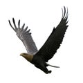 Flying Eagle Royalty Free Stock Photo