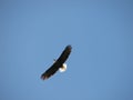 Flying eagle Royalty Free Stock Photo