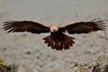 Flying eagle. Bird behaviour in rocky mountain. Hunter with catch. Golden eagle in grey stone habitat. Golden Eagle, Aquila chrysa Royalty Free Stock Photo