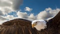 Flying eagle Royalty Free Stock Photo