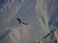 Flying eagle in the Colca canyon