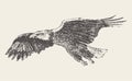 Flying eagle Hand drawn vector illustration sketch