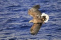 Flying eagle over sea Royalty Free Stock Photo