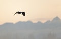 Flying eagle over sunset snow-covered mountains.