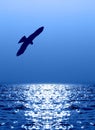 Flying eagle over water reflecting sunlight Royalty Free Stock Photo