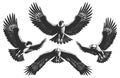 Flying eagle silhouettes isolated. Hunting black bird wildlife engravings on white Royalty Free Stock Photo