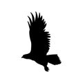 Flying eagle vector illustration black silhouette profile Royalty Free Stock Photo