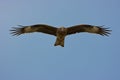 Flying Eagle(w clipping path)