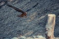 Flying eagle in Wildpark Schwarze Berge