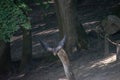 Flying eagle in Wildpark Schwarze Berge near Hamburg