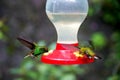 Flying in suspension and eating couple of hummingbirds in Costa Rica