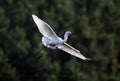 Flying egret Royalty Free Stock Photo