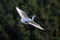 Flying egret