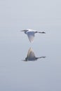 Flying Egret