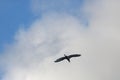 FLYING EGRET AGAINST CLOUD Royalty Free Stock Photo