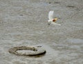 Flying egret bird with abandoned tire at low tide sea