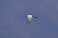 Flying egret bird in a blue sky