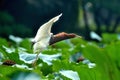 Flying egret bird landing