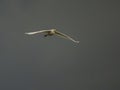 Flying egret at cloudy sky