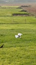 Flying egret on green fields