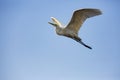 A flying egret