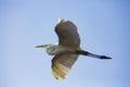 A flying egret