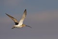 Flying Eurasian Curlew