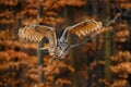 Flying Eurasian Eagle Owl, Bubo bubo, with open wings in forest habitat, orange autumn trees Royalty Free Stock Photo