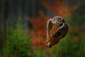 Flying Eurasian Eagle Owl, Bubo bubo, with open wings in forest habitat, orange autumn trees. Wildlife scene from nature forest, R Royalty Free Stock Photo
