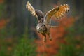 Flying Eurasian Eagle Owl, Bubo bubo, with open wings in forest habitat, orange autumn trees. Wildlife scene from nature forest, S