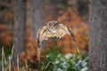 Flying Eurasian Eagle Owl in colorfull winter Royalty Free Stock Photo