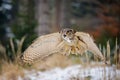 Flying Eurasian Eagle Owl in colorfull winter forest Royalty Free Stock Photo