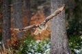 Flying Eurasian Eagle Owl in colorfull winter forest