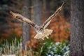 Flying Eurasian Eagle Owl in colorfull winter forest Royalty Free Stock Photo