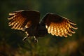 Flying Eurasian Eagle Owl with open wings in forest habitat, photo with back light, bird action scene in the forest, dark morning