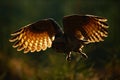 Flying Eurasian Eagle Owl with open wings in forest habitat, photo with back light, bird action scene in the forest, dark morning