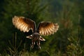 Flying Eurasian Eagle Owl with open wings in forest habitat, photo with back light