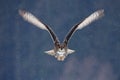 Flying Eurasian Eagle owl with open wings with snow flake in snowy forest during cold winter. Action wildlife scene from nature. B Royalty Free Stock Photo