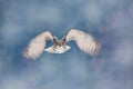 Flying Eurasian Eagle owl with open wings with snow flake in snowy forest during cold winter. Action wildlife scene from nature. B Royalty Free Stock Photo