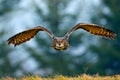 Flying Eurasian Eagle owl with open wings with snow flake in snowy forest during cold winter. Action wildlife scene from nature. B
