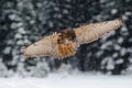 Flying Eurasian Eagle owl with open wings with snow flake in snowy forest during cold winter Royalty Free Stock Photo