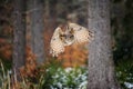 Flying Eurasian Eagle Owl in winter forest Royalty Free Stock Photo