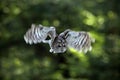 Flying Eurasian Tawny Owl, Strix aluco, with nice green blurred forest in the background Royalty Free Stock Photo