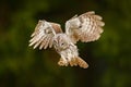 Flying Eurasian Tawny Owl, Strix aluco, nice green blurred forest in the background. Owl fly in the green forest. Wildlife scene i