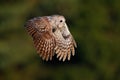 Flying Eurasian Tawny Owl, Strix aluco, with nice green blurred forest in the background