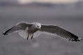 Flying european herring gull spread its wings and prepares to sit on the water.