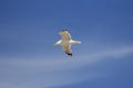 Flying European Herring Gull, yellow, eye yellow beak and black pointed wings against a clear blue sky