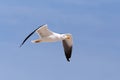 Flying European Herring Gulls, Larus argentatus Royalty Free Stock Photo